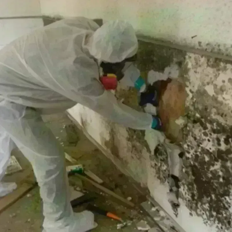 Mold Remediation and Removal in Morton Grove, IL